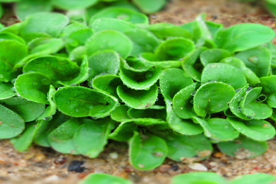 growing lambs lettuce
