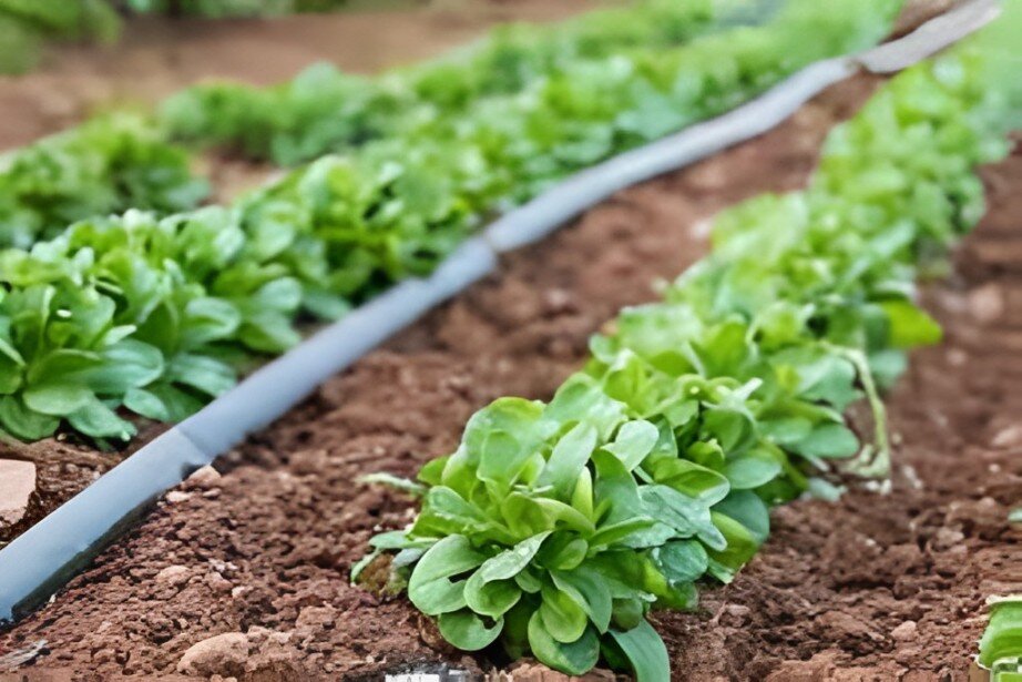 growing lambs lettuce
