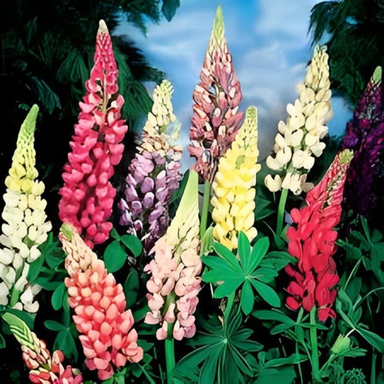 lupin plug plants