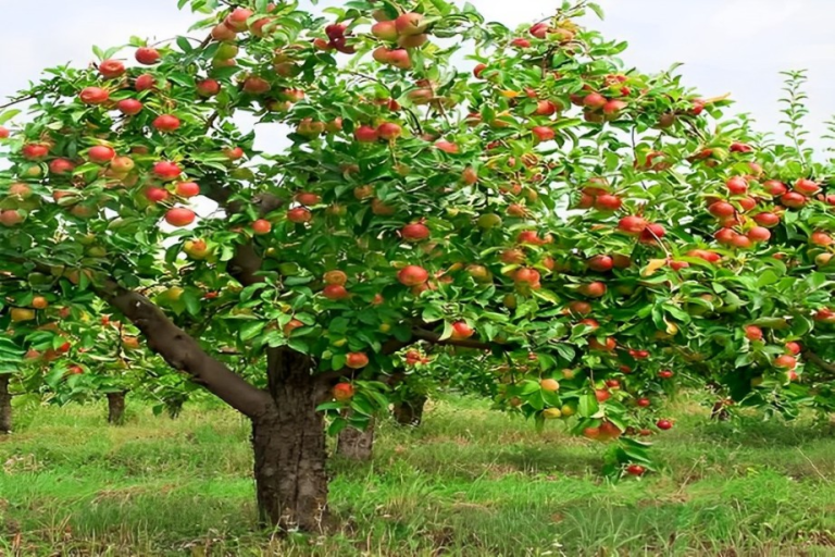 17 Methods to Easily Grow Late-Season Apple Trees