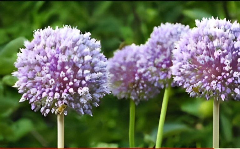 purple garlic plant