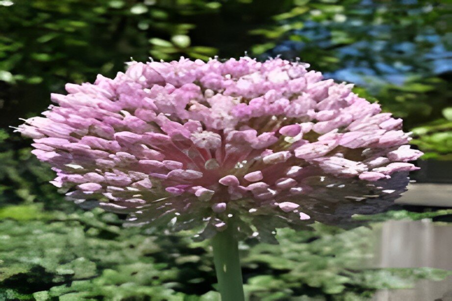 purple garlic plant
