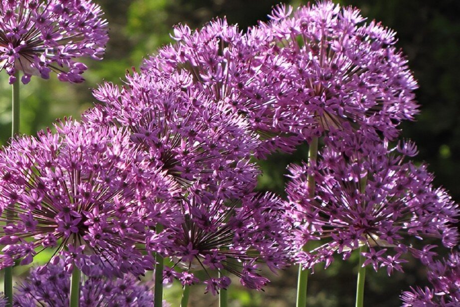 purple garlic plant
