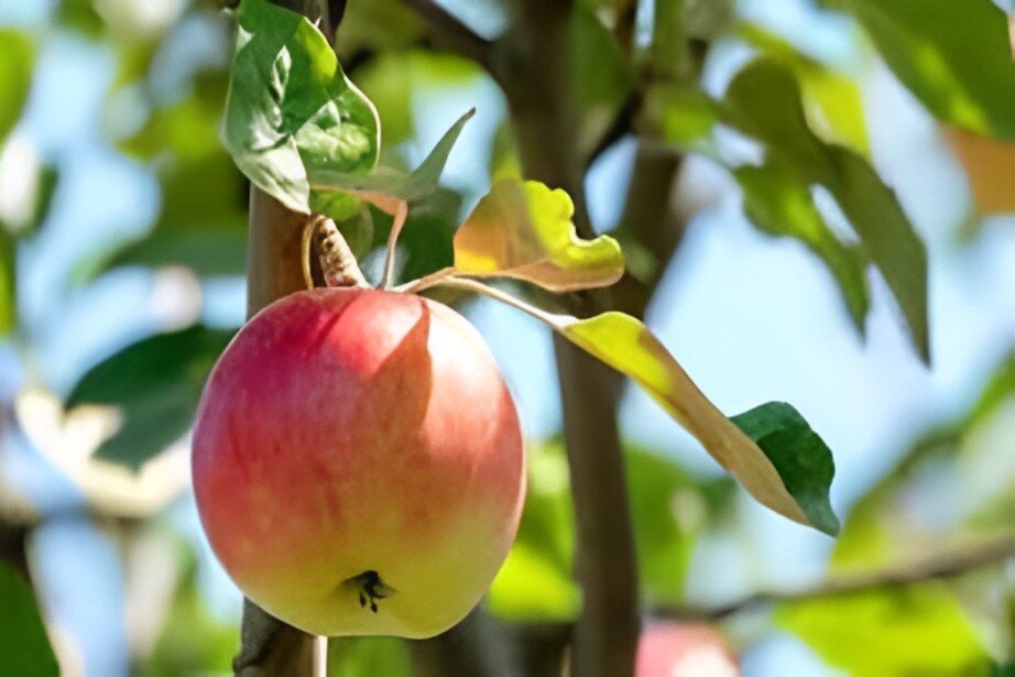 late-season apple