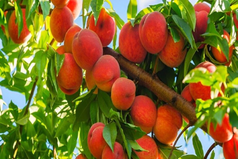 early grande peach tree