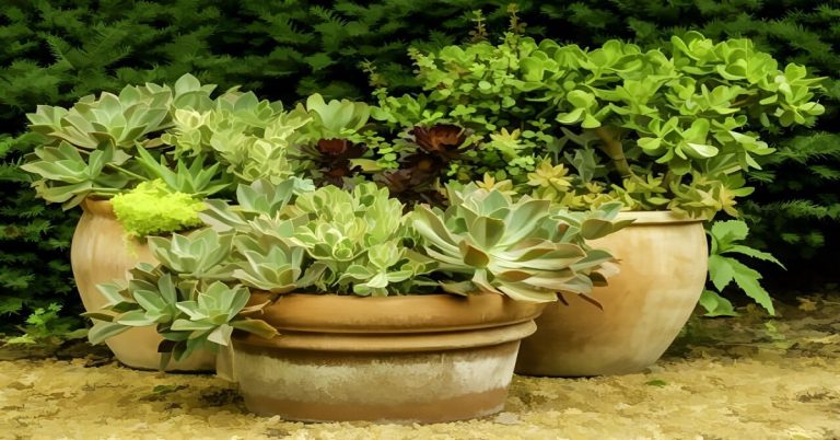 Wind tolerant plants for pots