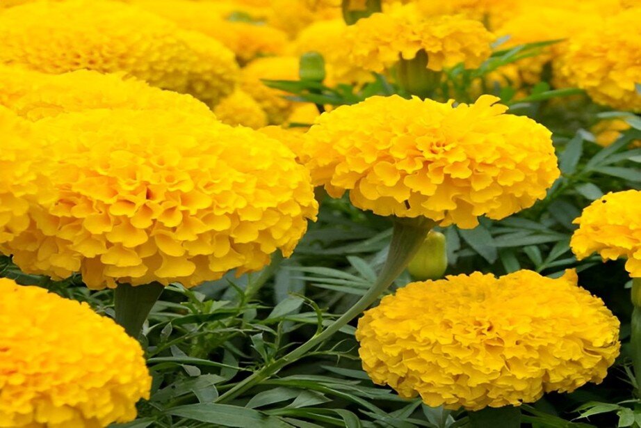 pom pom marigolds
