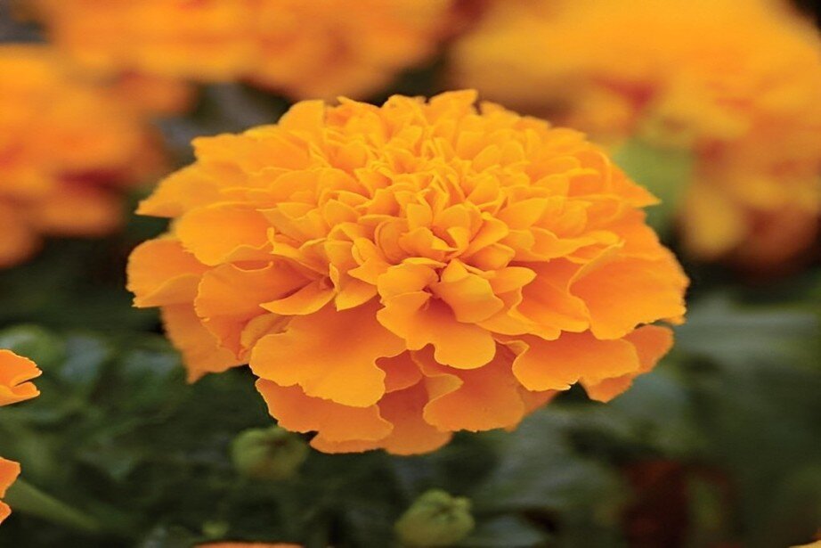 pom pom marigolds
