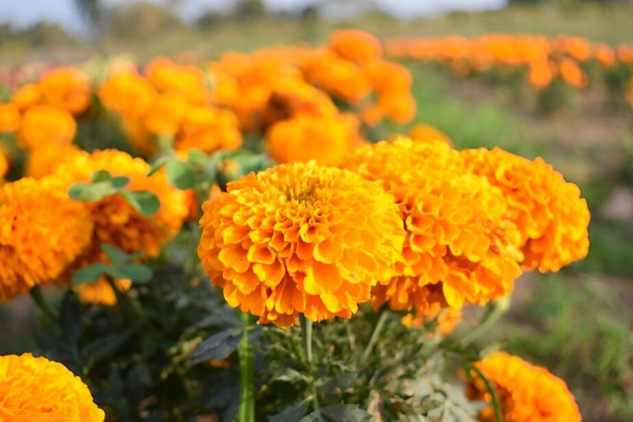 pom pom marigolds
