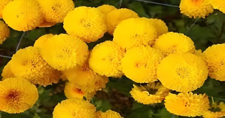 pom pom marigolds