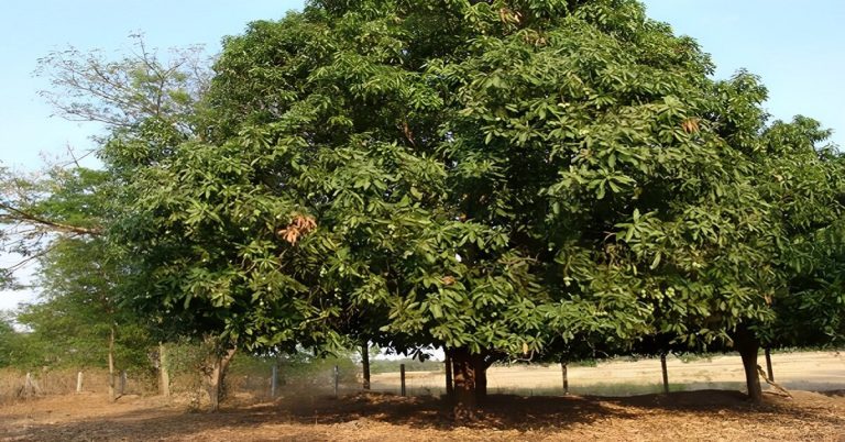 tall mango tree