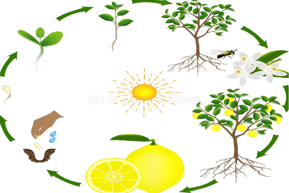 Complete Lemon Tree Growth Chart, Growth, Care