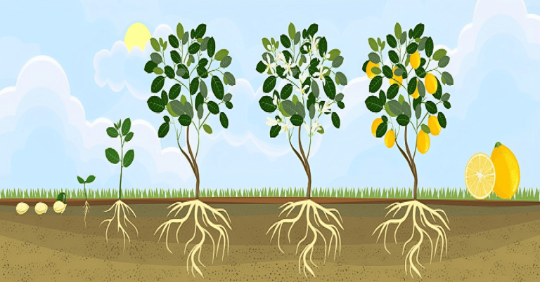 lemon tree growth chart