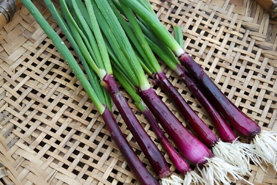 purple spring onion
