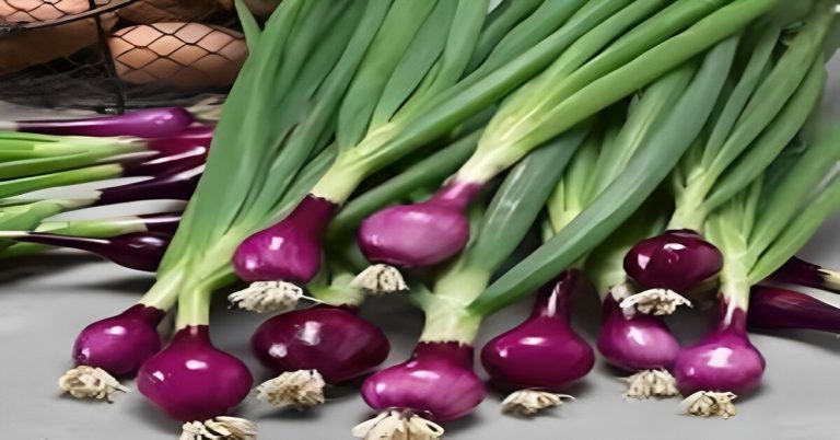 purple spring onion