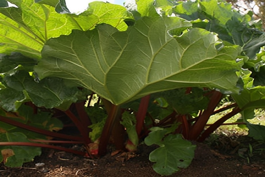 crimson cherry rhubarb
