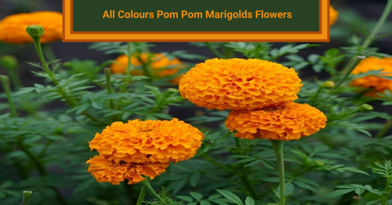 All Colours Pom Pom Marigolds Flowers