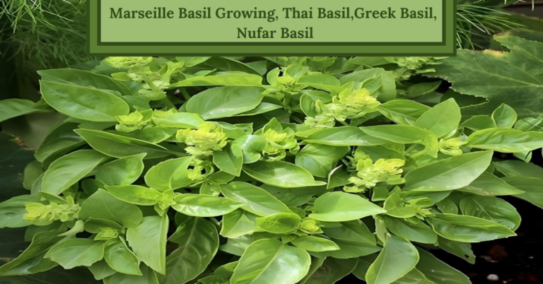Marseille Basil