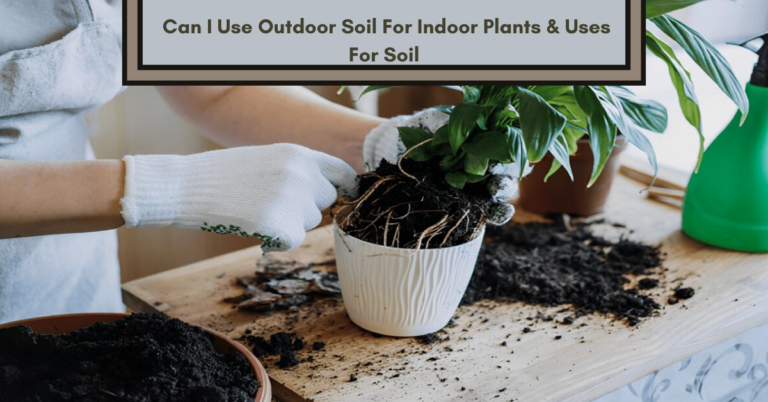Can I Use Outdoor Soil For Indoor Plants & Uses For Soil