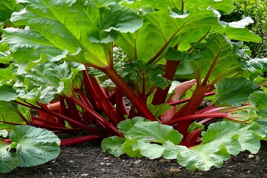 crimson cherry rhubarb