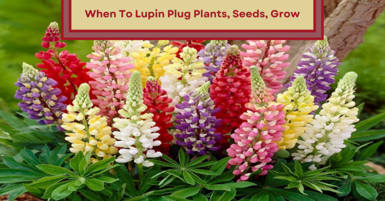 lupin plug plant