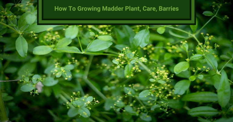 How To Growing Madder Plant, Care, Barries 