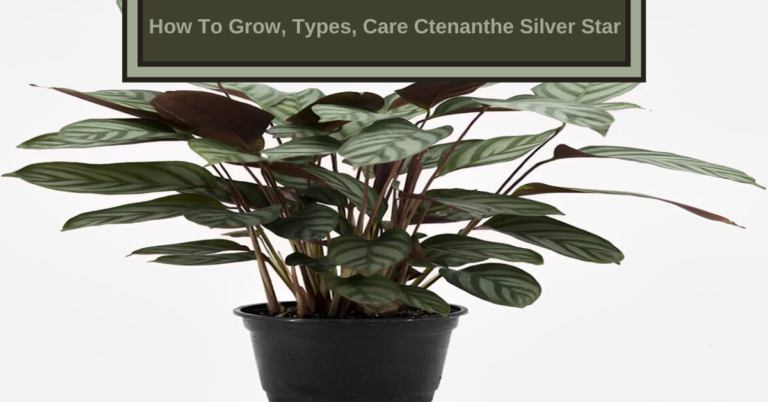 ctenanthe silver star