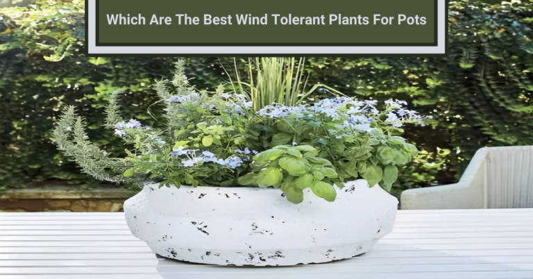 Wind tolerant plants for pots