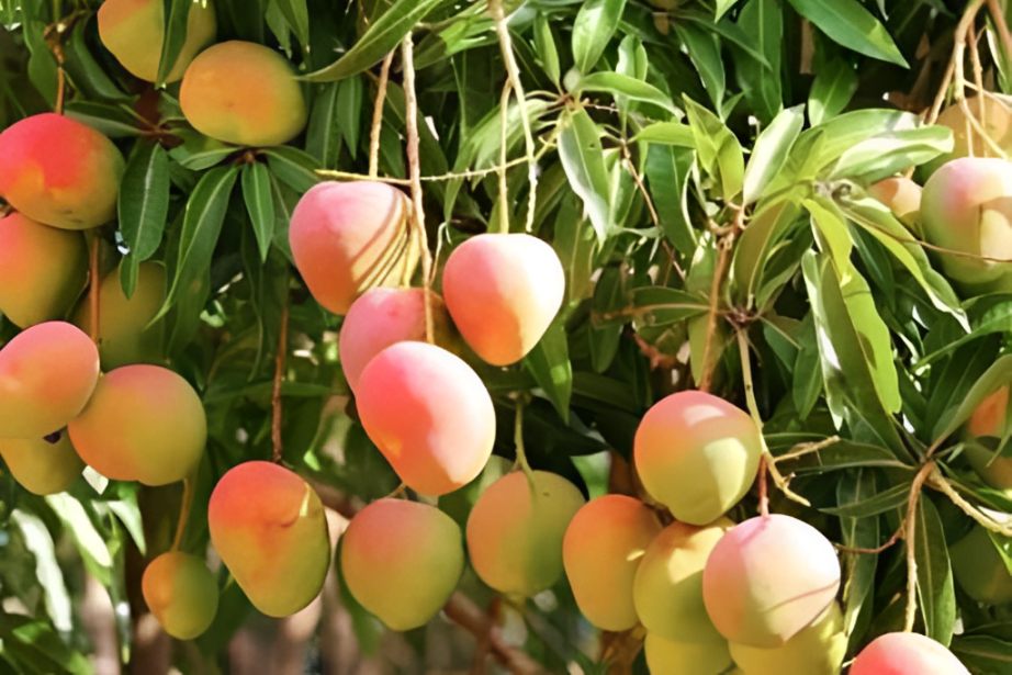 tall mango tree
