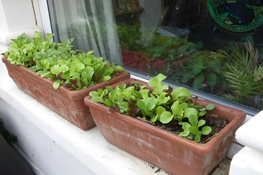 growing lambs lettuce
