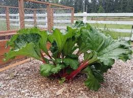 How To Plant Crimson Cherry Rhubarb Seeds, Varieties, Care