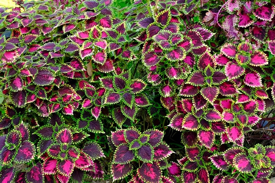 under the sea coleus
