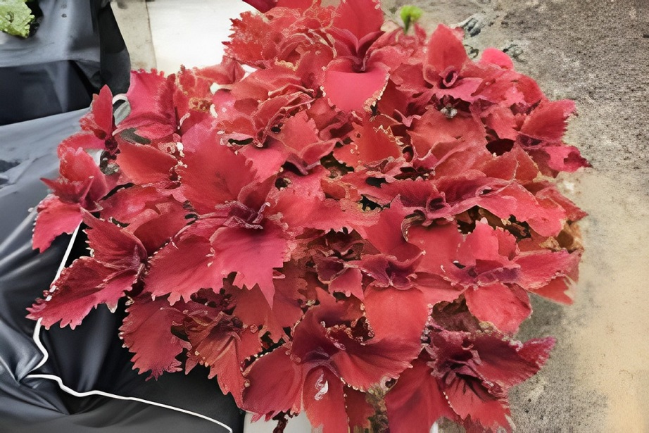 under the sea coleus
