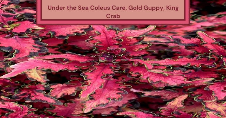 under the sea coleus