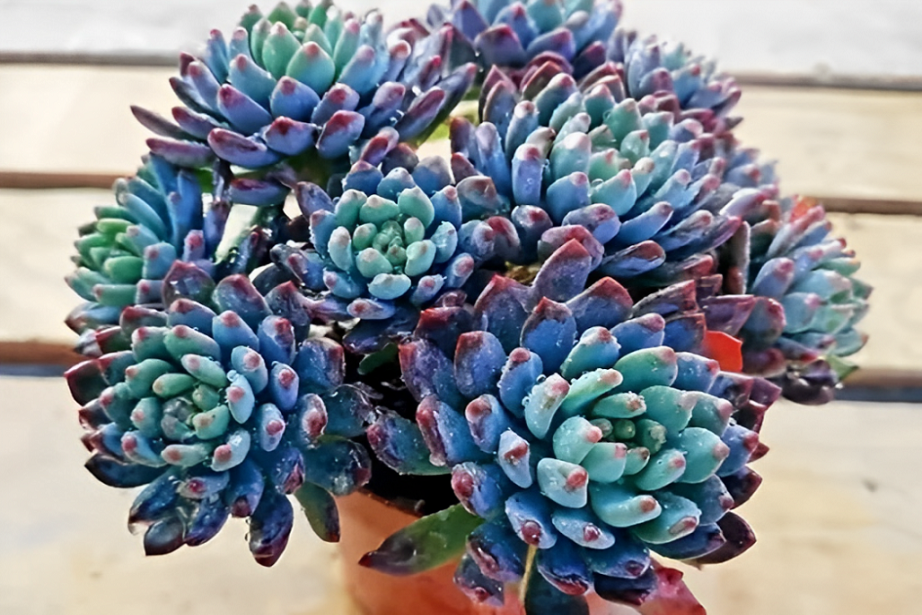 blue elf succulent
