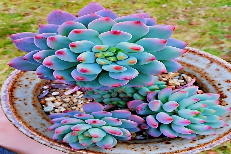 blue elf succulent
