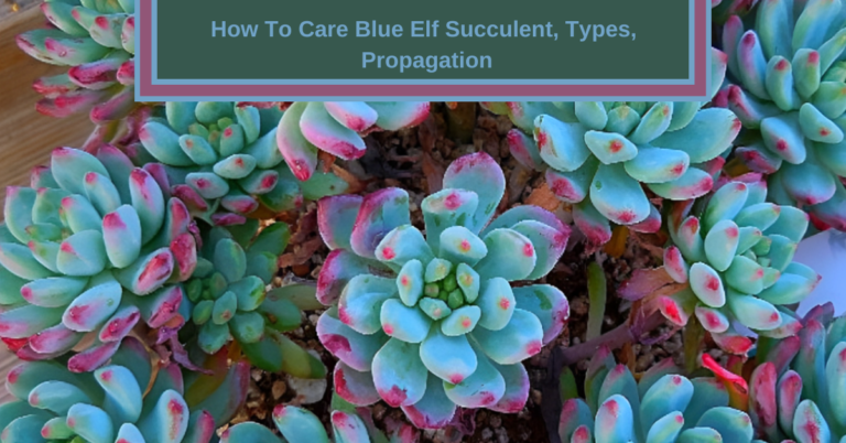 How To Care Blue Elf Succulent, Types, Propagation