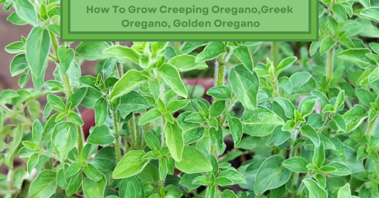 creeping oregano