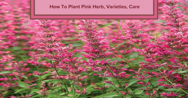 How To Plant Pink Herb, Varieties, Care