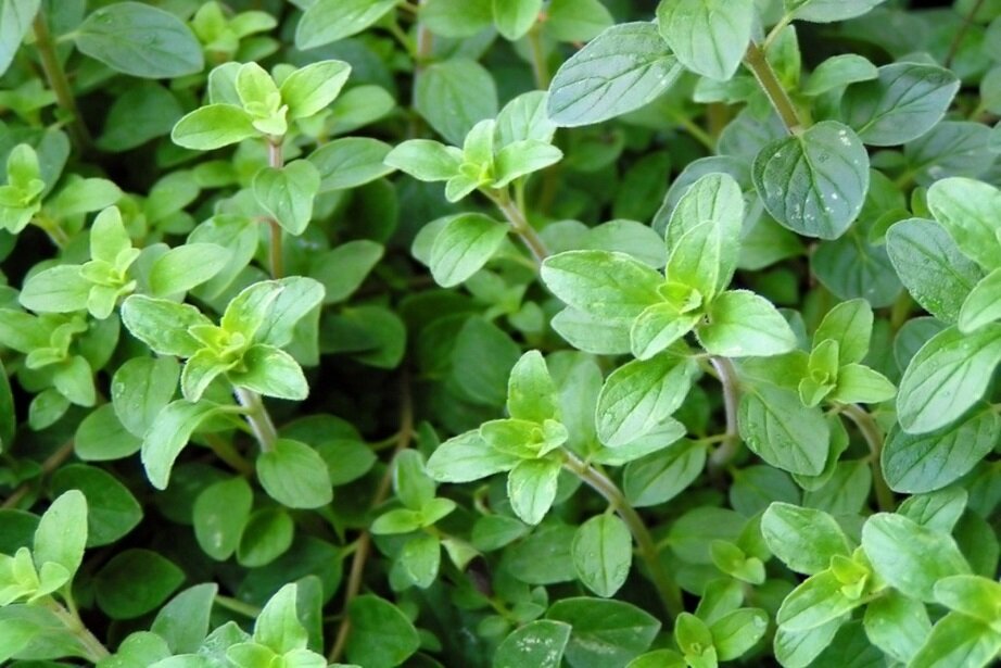 creeping oregano
