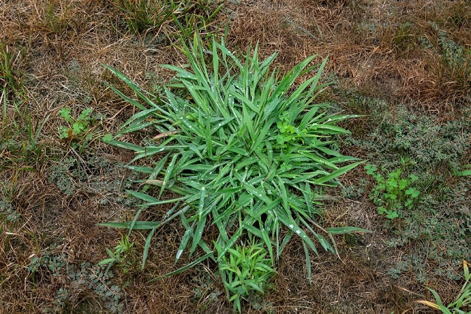 common north carolina weeds
