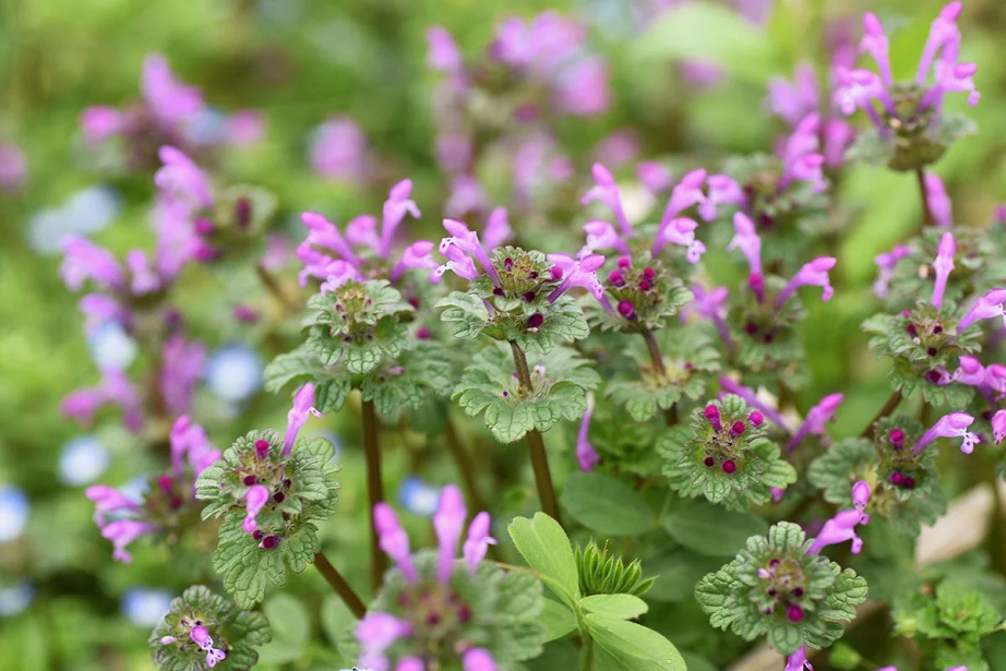 common north carolina weeds
