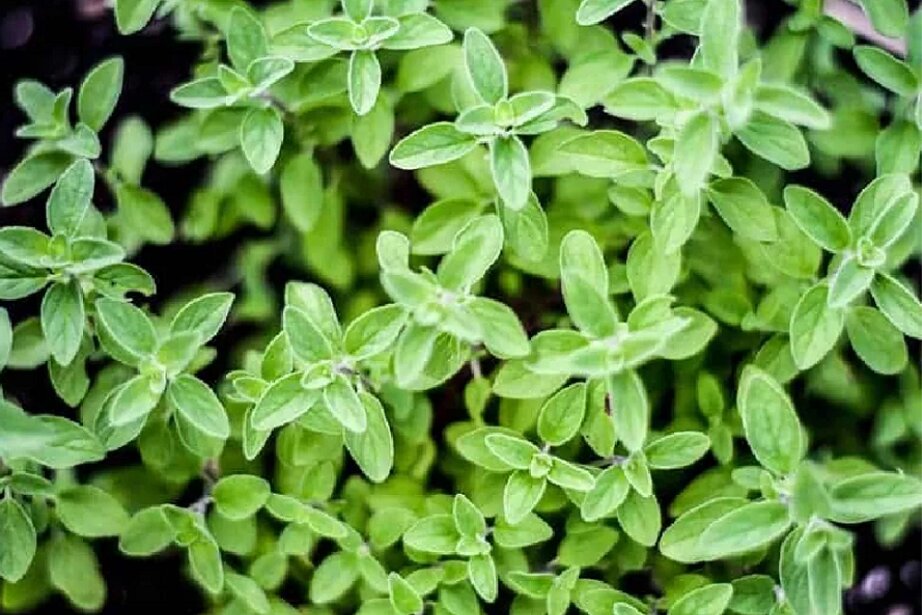 creeping oregano
