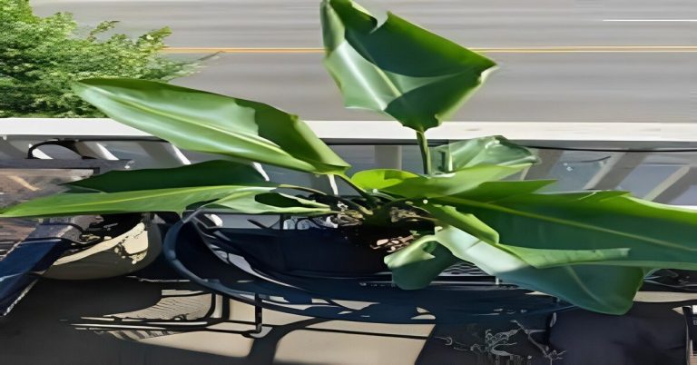 bird of paradise plant leaves curling