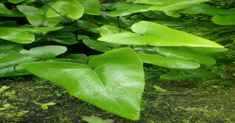 heart fern care