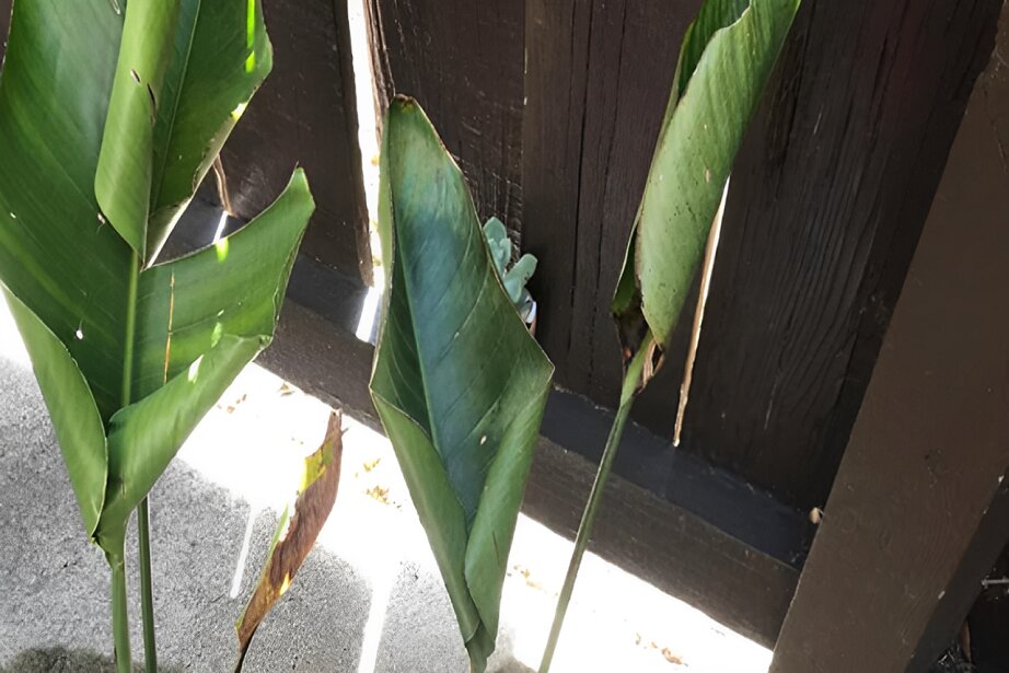 bird of paradise plant leaves curling