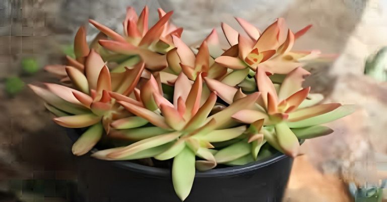 sedum adolphii firestorm