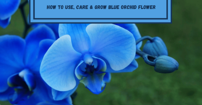 Blue Orchid Flower