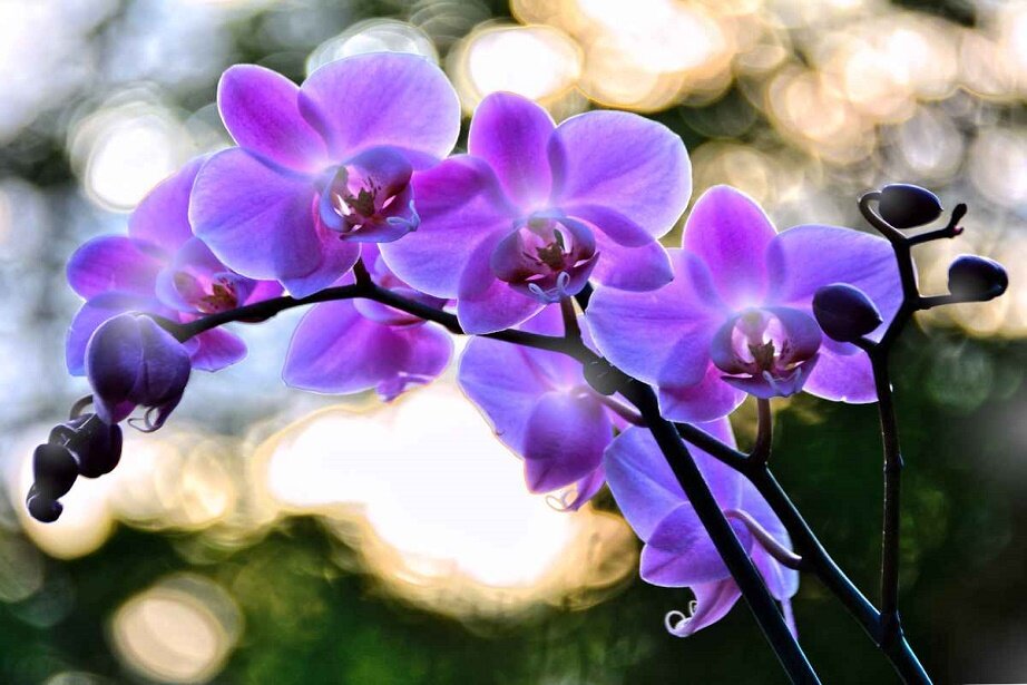 purple orchid flower
