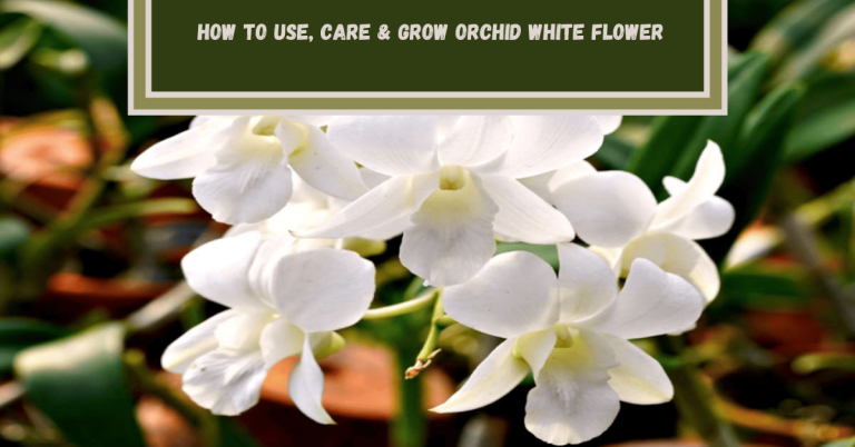 orchid white flower